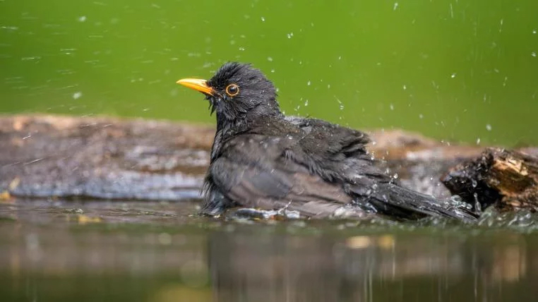 Foto van een vogel in de watertuin
